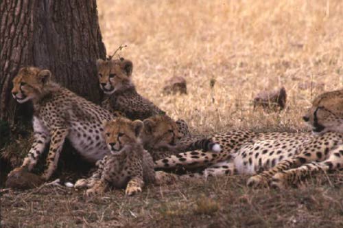 Cheetahs