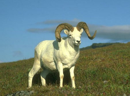Picture of Ram